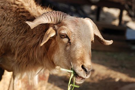 In order to get the most out of <strong>their</strong> food, ruminants spend a lot time <strong>chewing their cud</strong>, even up to eight hours a day in healthy animals. . How often do goats chew their cud